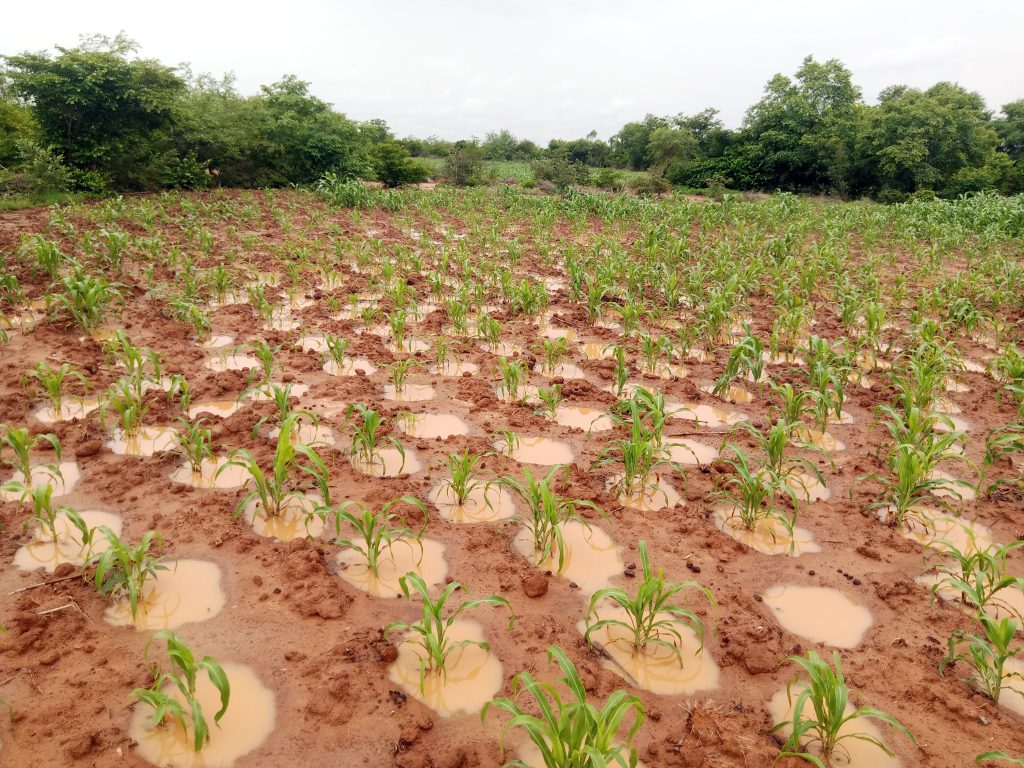 Sahelian bocage with zaï planting pits, Burkina Faso (Terre Verte)